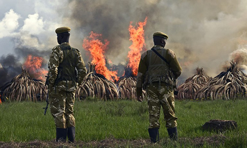 Kenya Wildlife Services (KWS) rangers stand guard around illegal stockpiles of burning elephant tusks, ivory figurines and rhinoceros horns at the Nairobi National Park on April 30, 2016. 
Kenyan President Uhuru Kenyatta set fire on April 30, 2016, to the world\'s biggest ivory bonfire, after demanding a total ban on trade in tusks and horns to end \"murderous\" trafficking and prevent the extinction of elephants in the wild. / AFP PHOTO / CARL DE SOUZA
