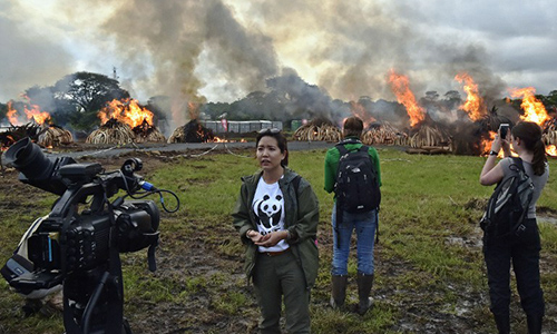 A Chinese television reporter stands in front of eleven burning stacks of ivory and rhinoceros horns at the Nairobi National Park on April 30, 2016. 
Kenyan President Uhuru Kenyatta set fire on April 30, 2016, to the world\'s biggest ivory bonfire, after demanding a total ban on trade in tusks and horns to end \"murderous\" trafficking and prevent the extinction of elephants in the wild. / AFP PHOTO / CARL DE SOUZA