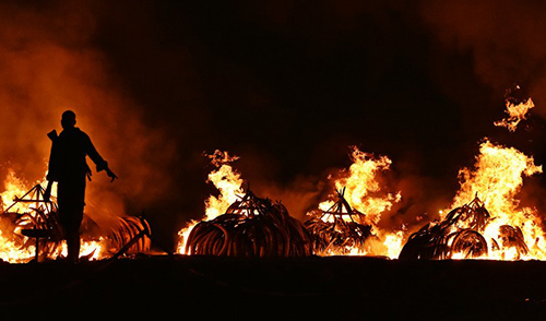 A Kenya Wildlife Services (KWS) ranger stands guard in front illegal stockpiles of burning elephant tusks at the Nairobi National Park on April 30, 2016.
Eleven giant pyres of tusks were set alight Saturday as Kenya torched its vast ivory stockpile in a grand gesture aimed at shocking the world into stopping the slaughter of elephants. Lighting the fire in Nairobi\'s national park, Kenyan President Uhuru Kenyatta demanded a total ban on trade in ivory to end the \"murderous\" trafficking and prevent the extinction of elephants in the wild. / AFP PHOTO / CARL DE SOUZA