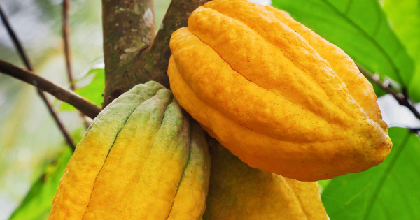 Cacao. ©DR