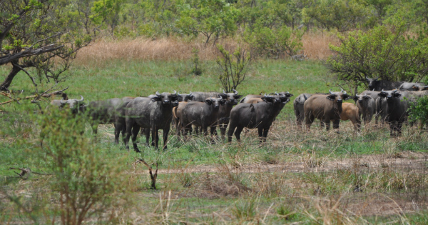 La réserve de biosphère d\'Arly au Burkina Faso. Crédit: Unesco