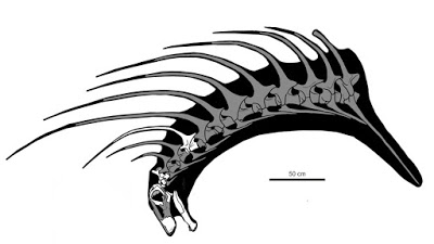 Bajadasaurus pronuspina. Crédit: DR