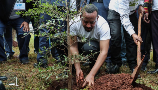 Le Premier ministre éthiopien Abiy Ahmed en train de planter un arbre. Crédit: DT