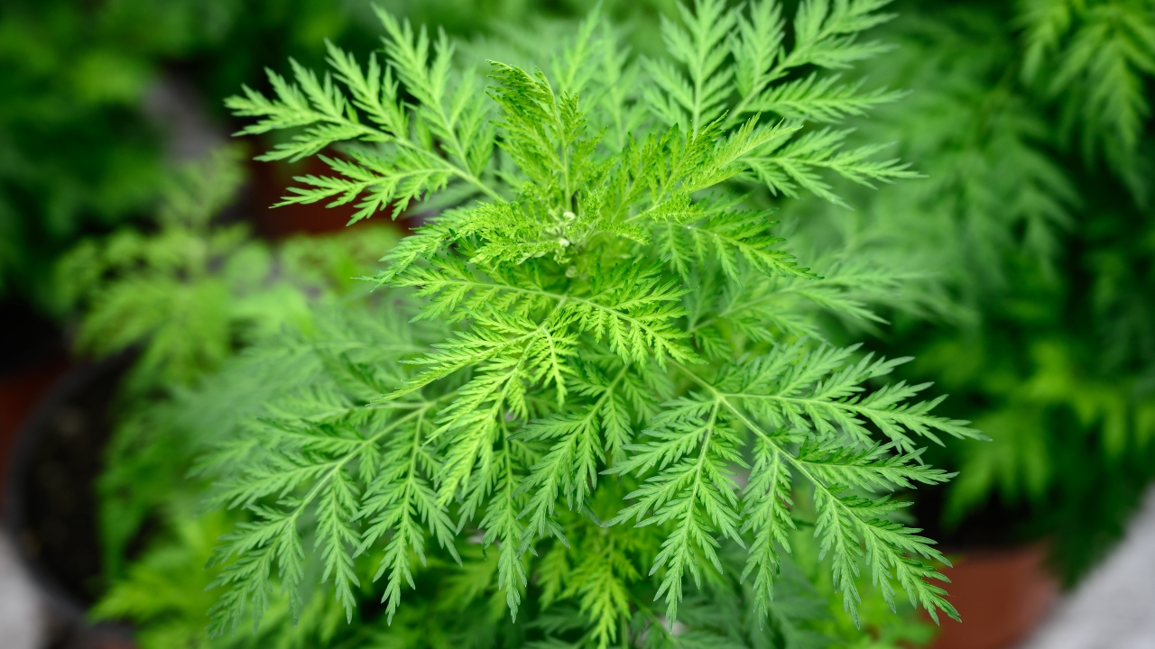 Artemisia
CREDIT DR