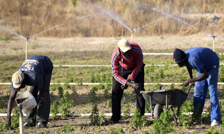 Workers plant Artemisia, a plant that gives hopes of new malaria cure, on March 20, 2018, in a plantation in Tivaouane, near Thies, western Senegal. (Photo by SEYLLOU / AFP)