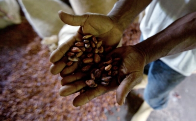 Cacao en crise