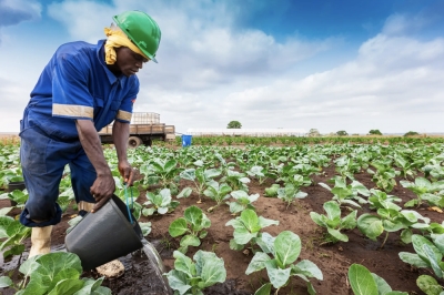 L'Angola mise sur l'agriculture