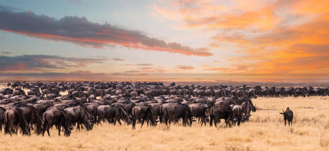 Le parc national du Serengeti en Tanzanie