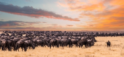 Le parc national du Serengeti en Tanzanie