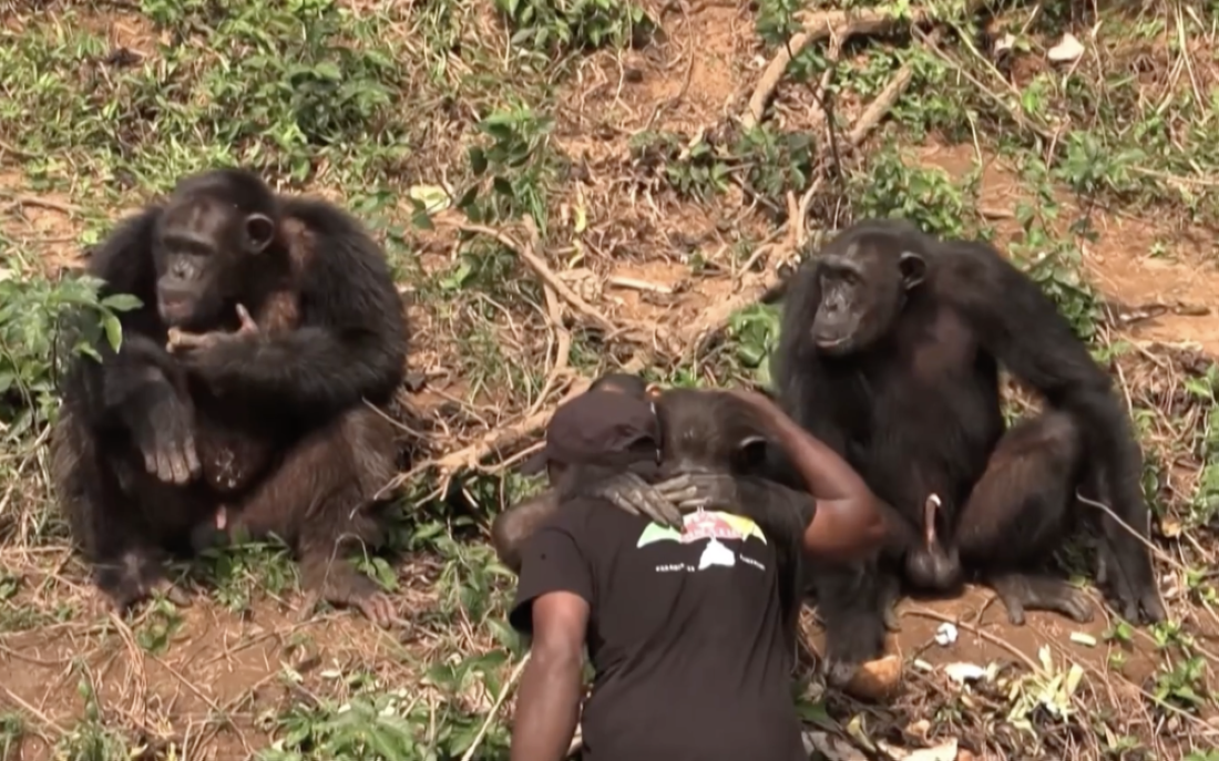 Chimpanzés protégés par l'association Papaye International