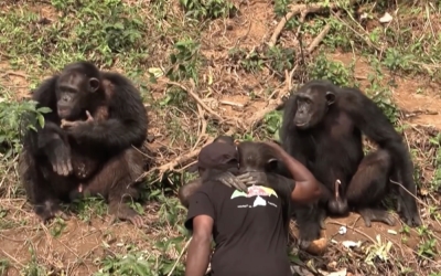 Chimpanzés protégés par l'association Papaye International