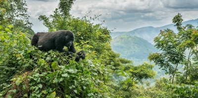 Le Parc national de la forêt impénétrable de Bwindi est l’un des derniers refuges des gorilles de montagne